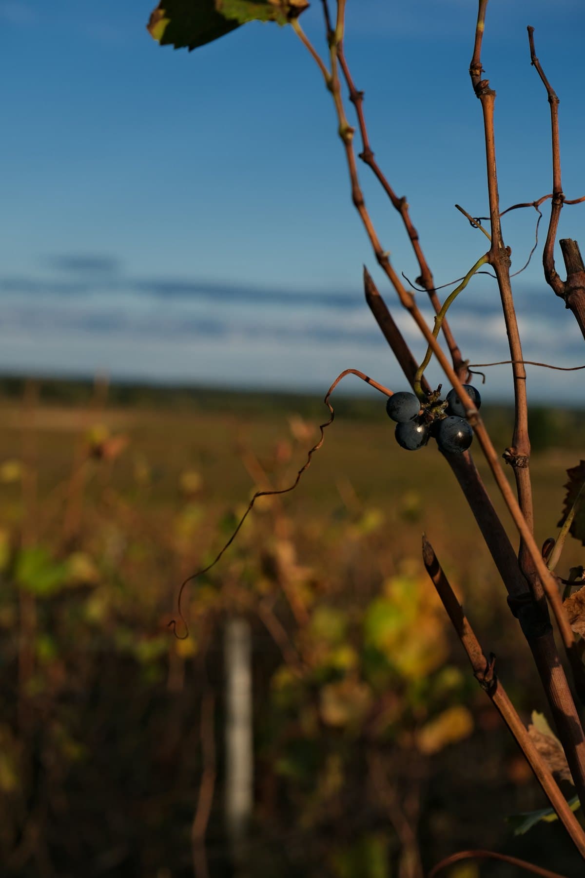 Domaine Robert Chevillon