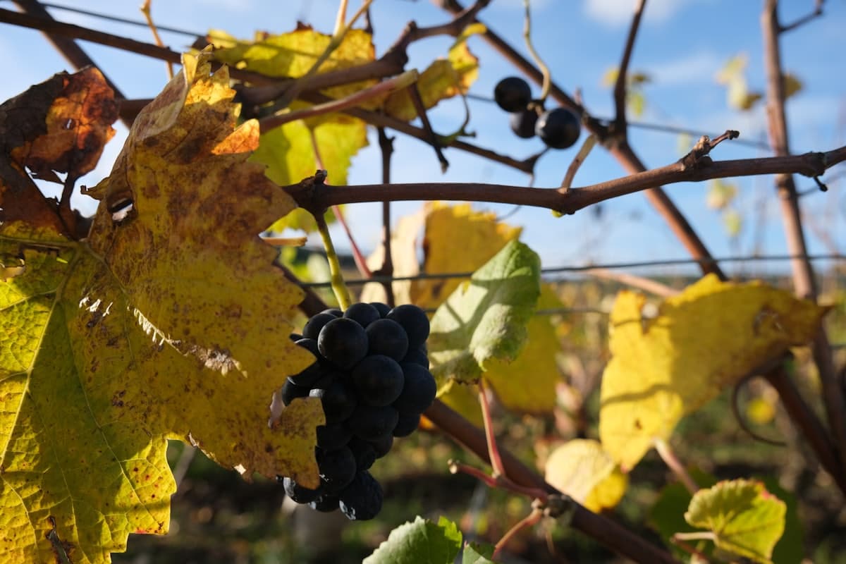 Domaine des Beaumont