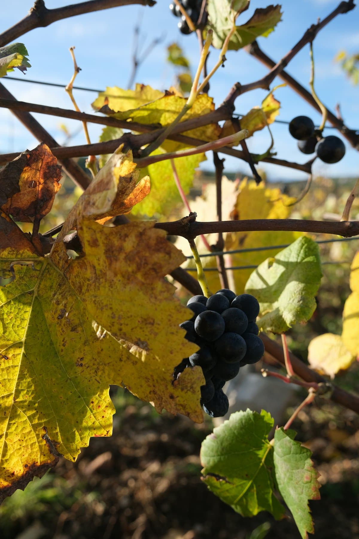 Domaine Joseph Drouhin