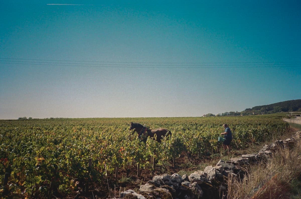 Domaine Michel Magnien