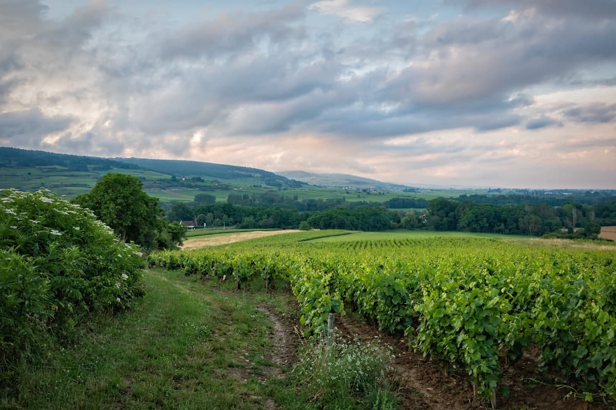 Romanée-Conti · Grand Cru