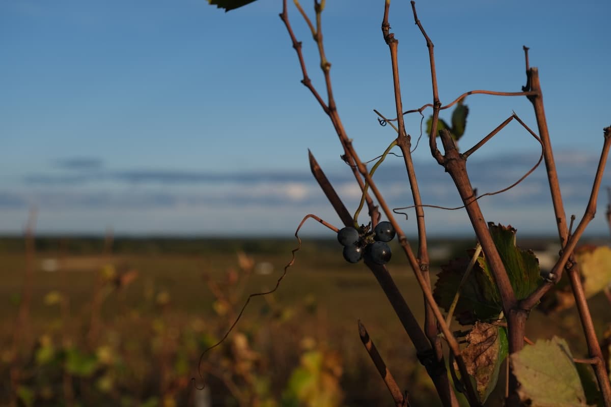 Roumier · Chambolle-Musigny