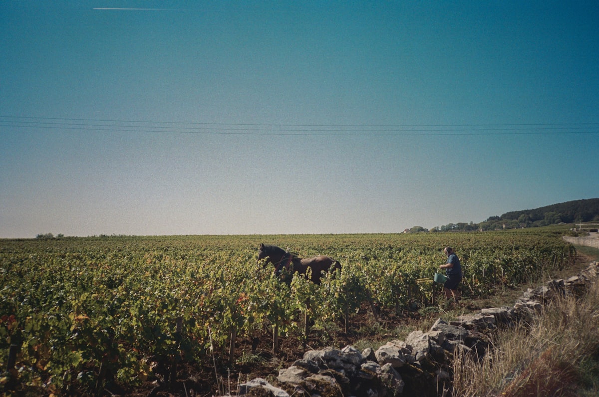 Domaine Michel Magnien